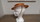 CHAPEAU ROUILLE/BEIGE MONTE SUR SERRE-TETE